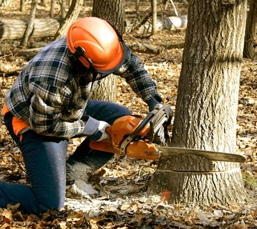 Tree Removal in Garrison, MN